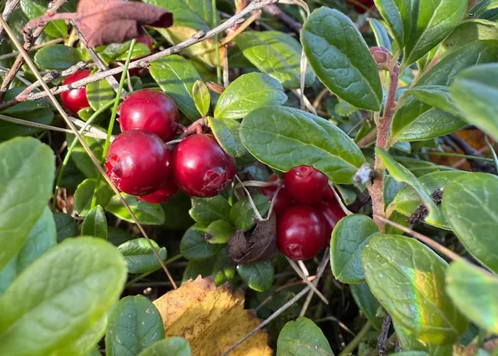 Tatil Evi Oceanfront Cabin In Lofoten With Panoramic View
